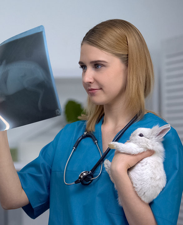 woman veterinarian with rabbit and xray