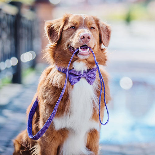 dog with bowtie and leach