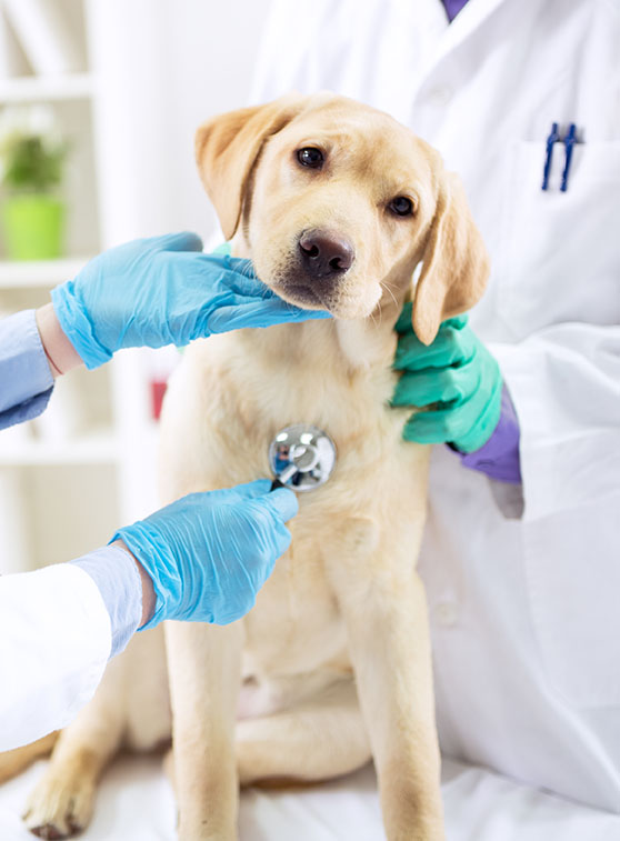 Smiling veterinary examining dog at clinic