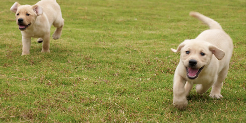 Family Pet Hospital in Sandy Springs, GA - Brookhaven Animal Hospital