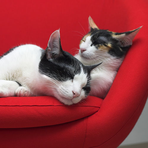two black and white cats asleep on red couch