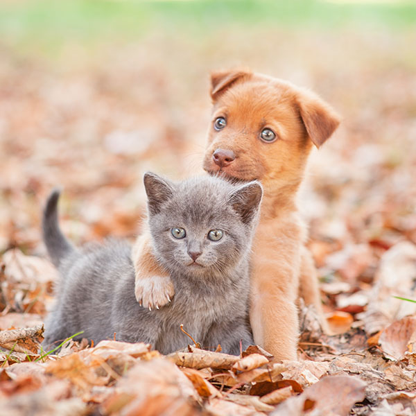 homeless puppy hugging a sad kitten on autumn leaves