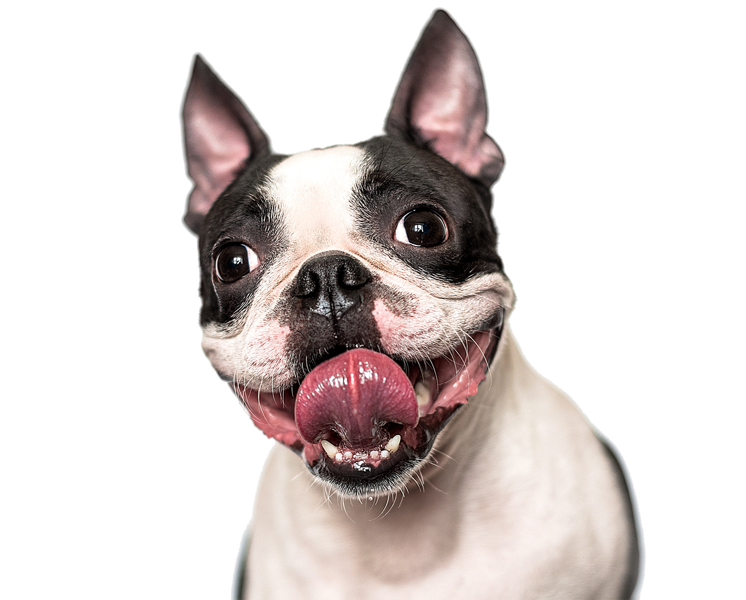 boston-terrier-bust-with-teeth